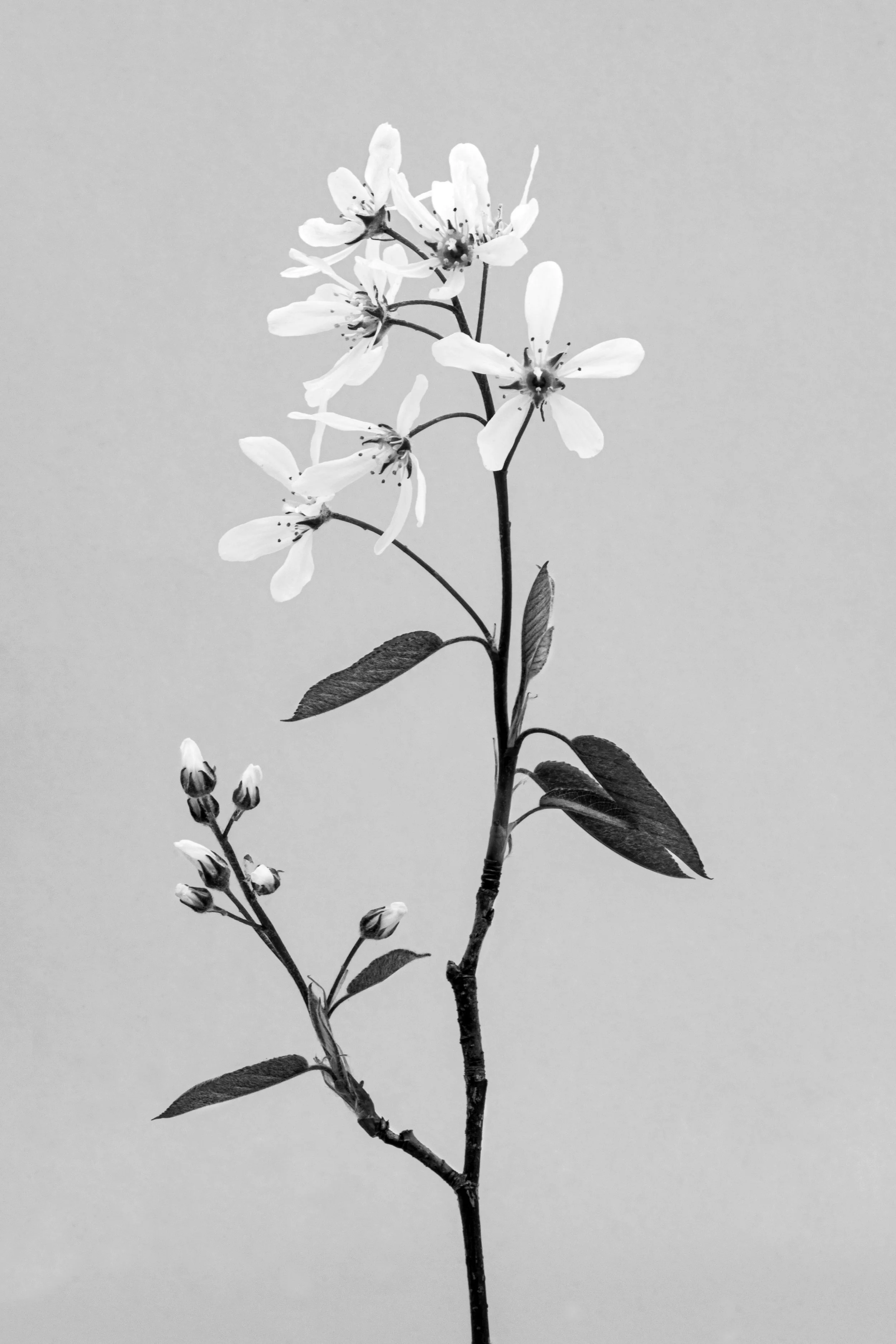 Canadian serviceberry, Amelanchier canadenis