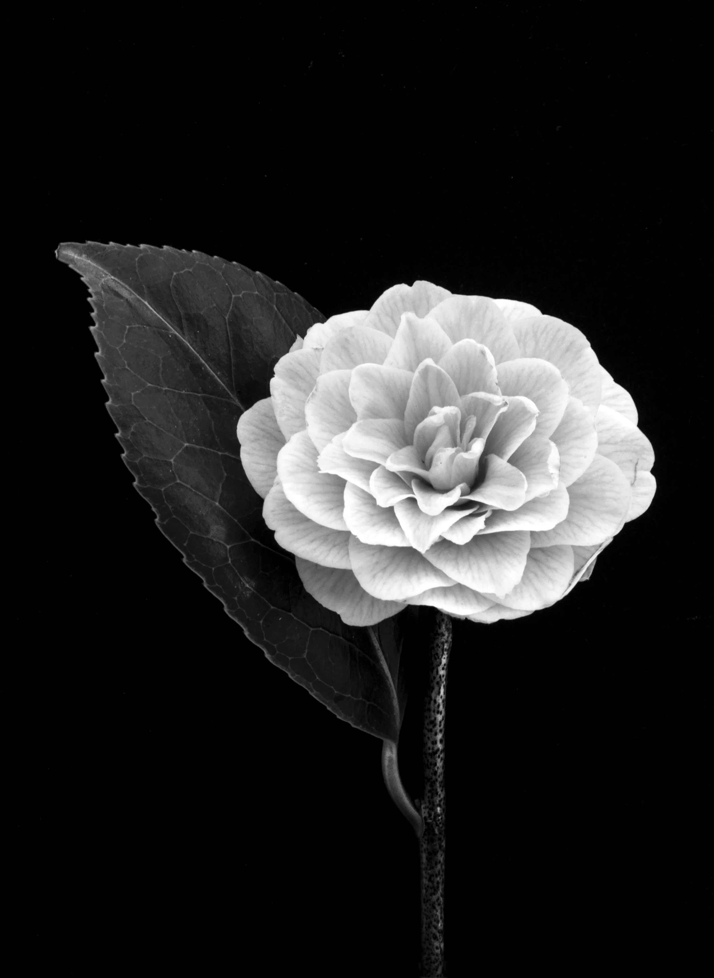 Japanese camellia, Camellia japonica