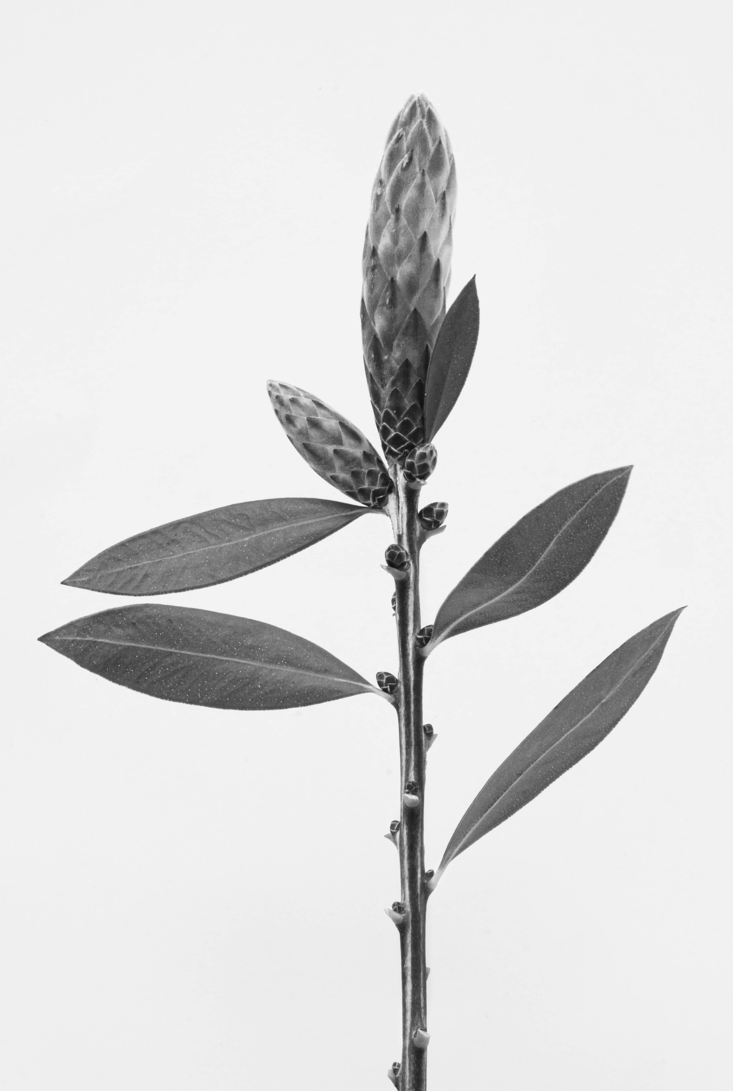 Crimson bottlebrush, Callistemon citrinus