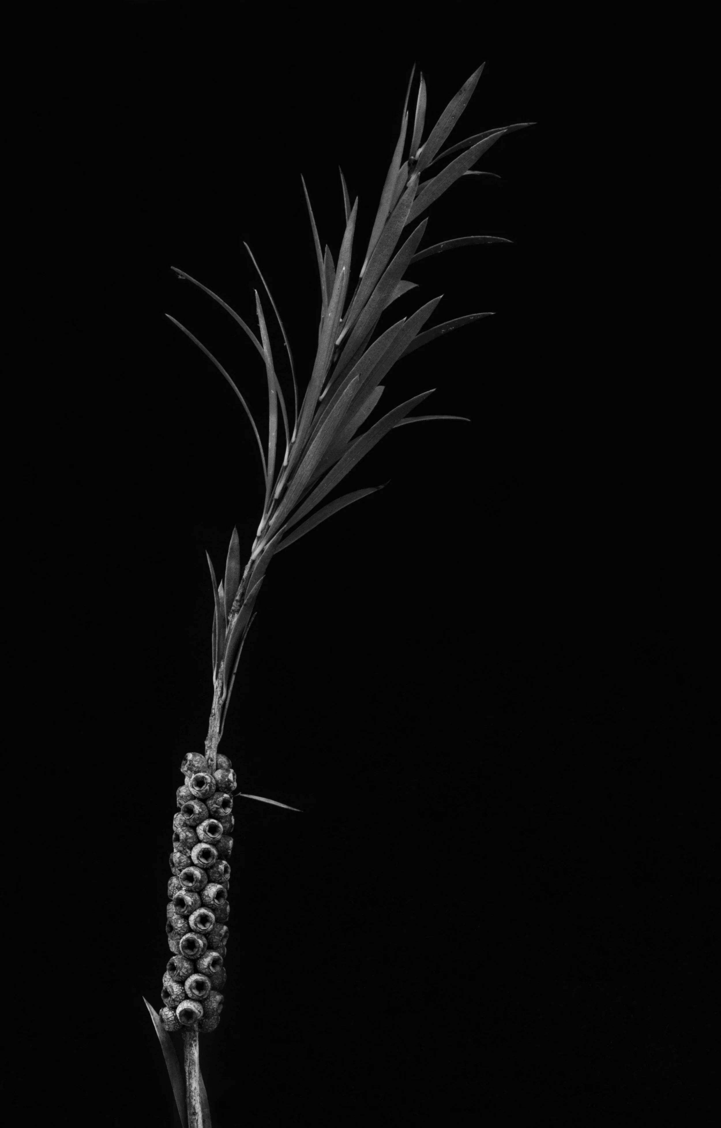 Crimson bottlebrush, Callistemon citrinus