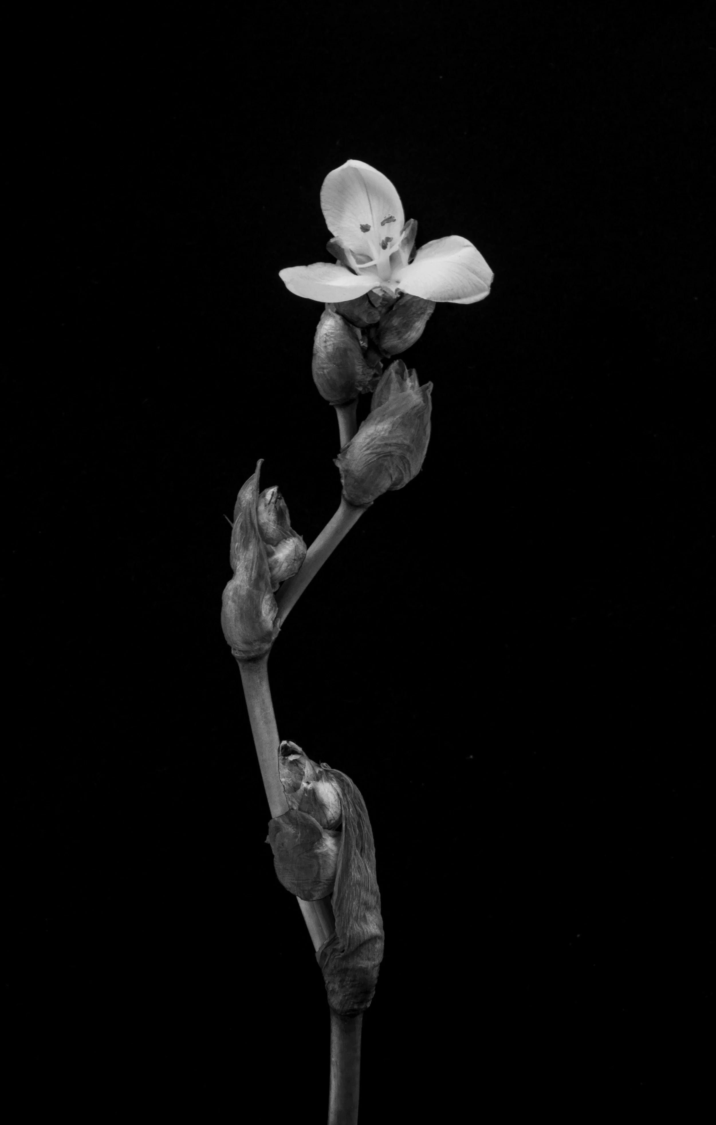 Wild iris, Dietes grandiflora