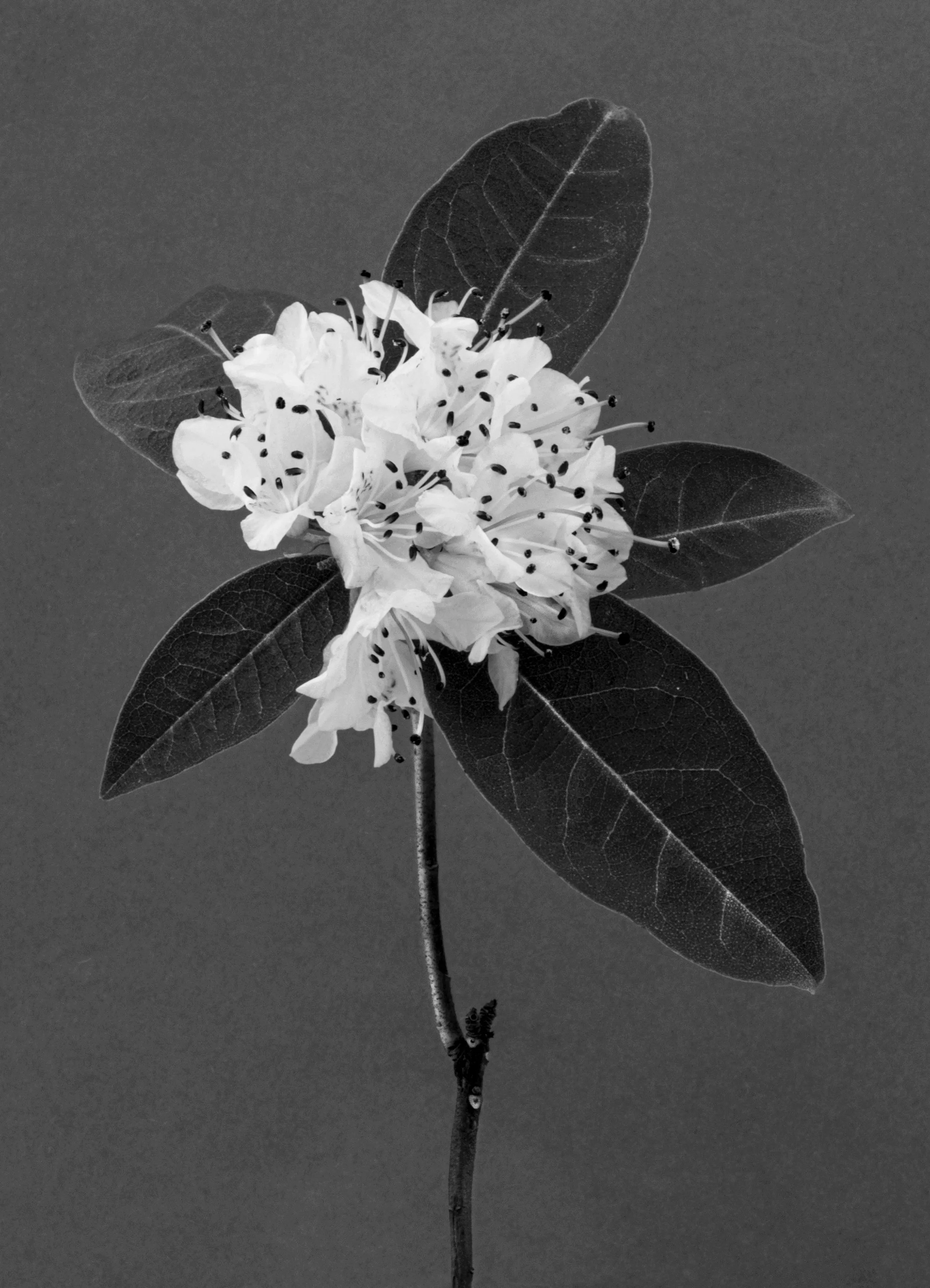 Great laurel, Rhododendron maximum