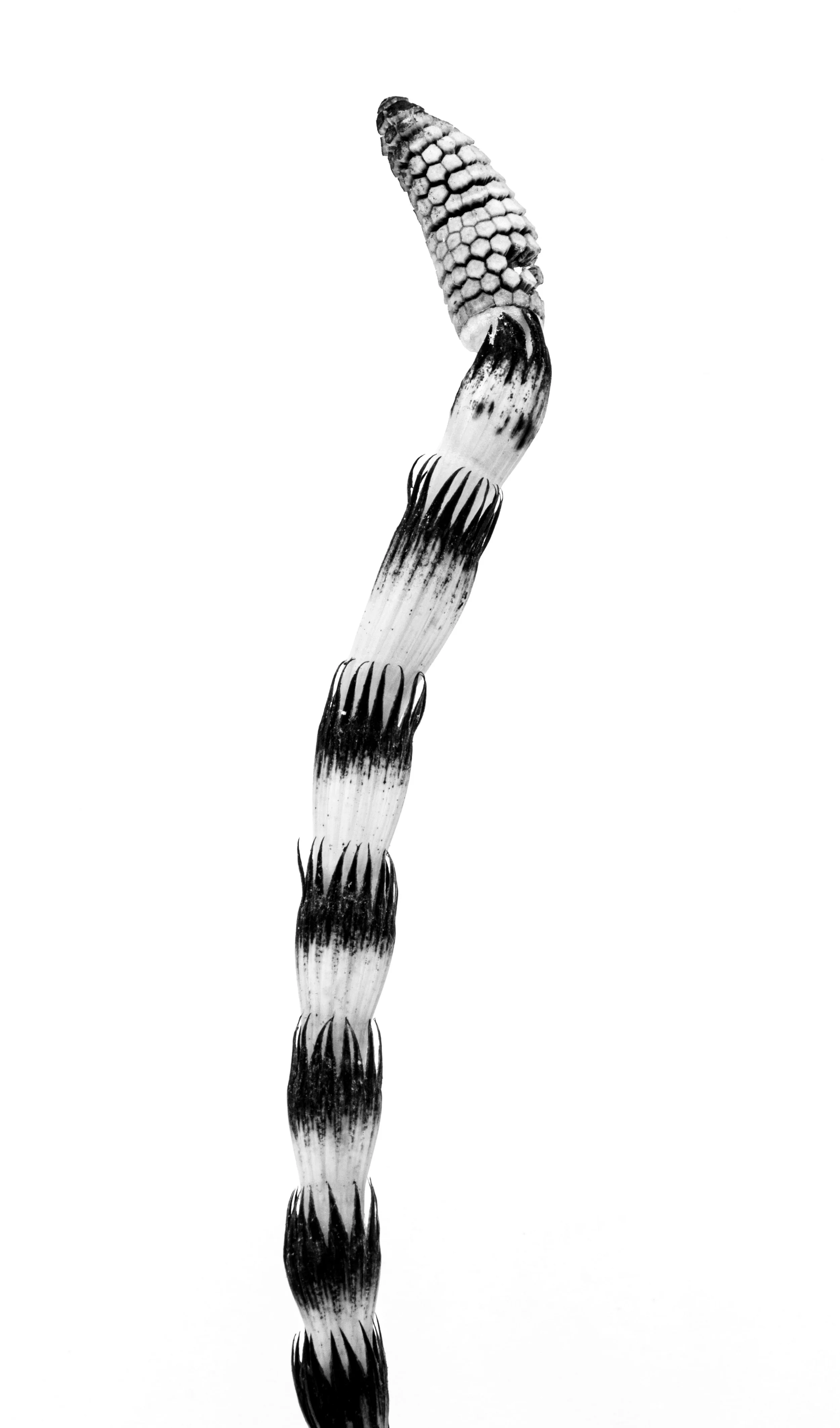 Field horsetail, Equisetum arvense