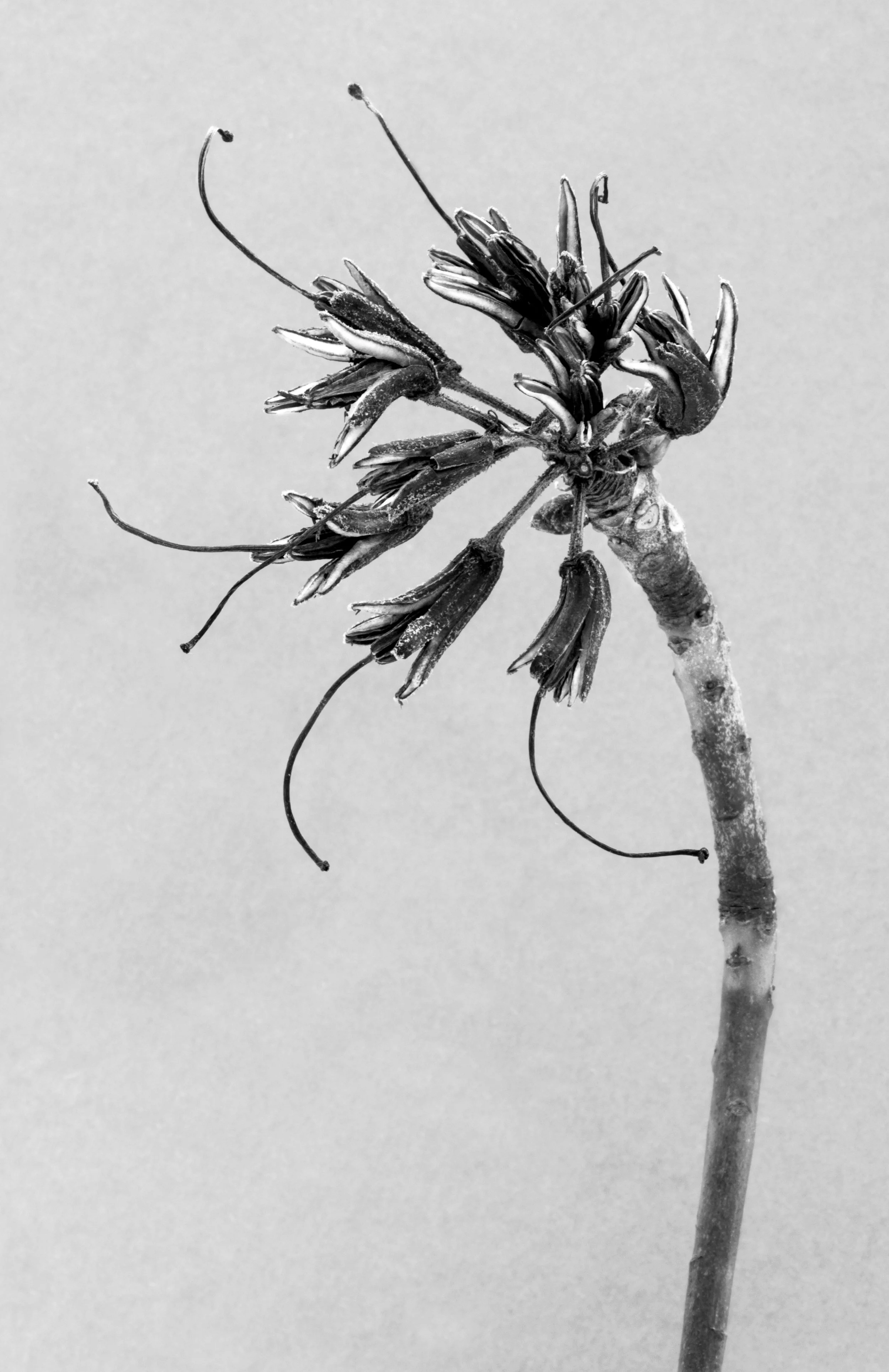 
Pacific rhododendron, Rhododendron macrophyllum