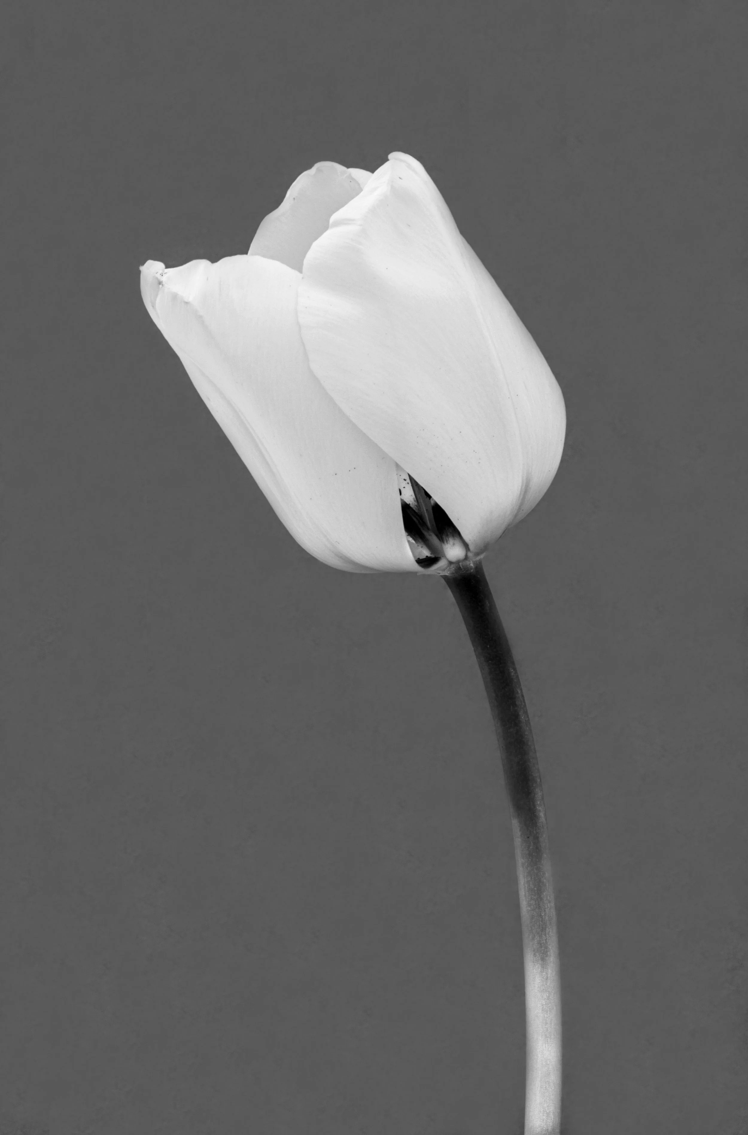 Garden tulip, Tulipa gesneriana