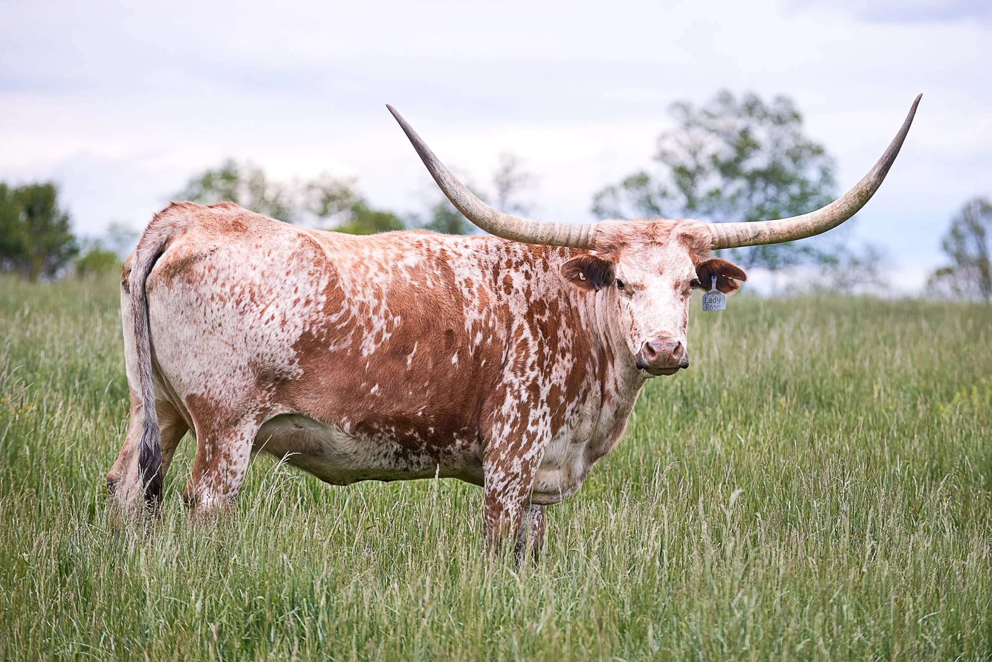 1609X Bluegrass Stockyards_026.jpg