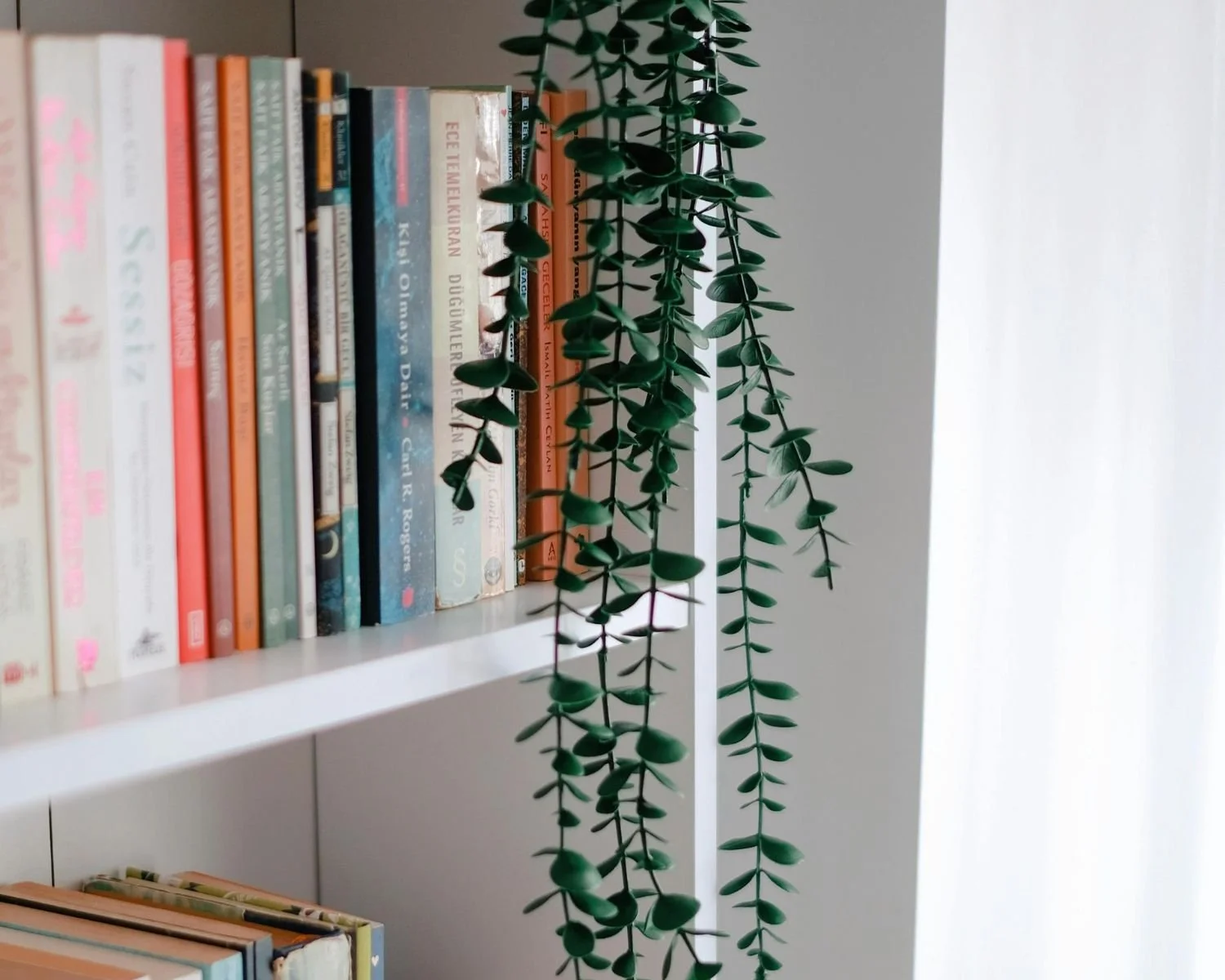 Therapy office details of books and plant on bookshelf