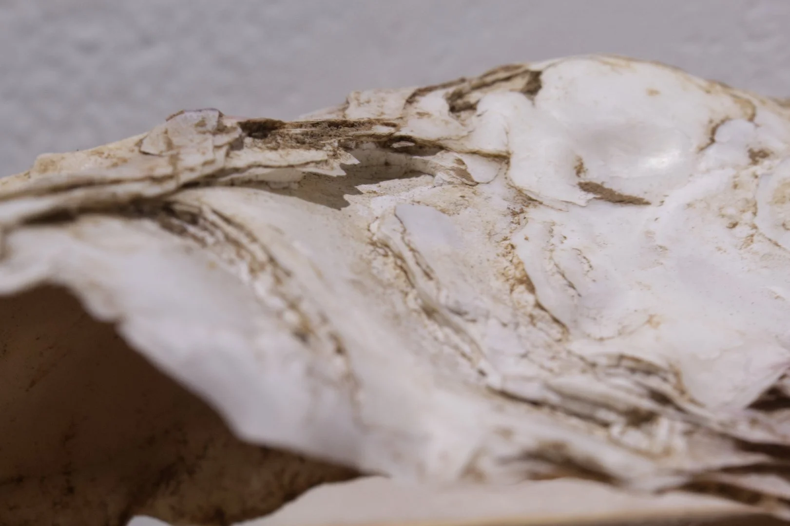 Oyster Shell (likely 1980s)