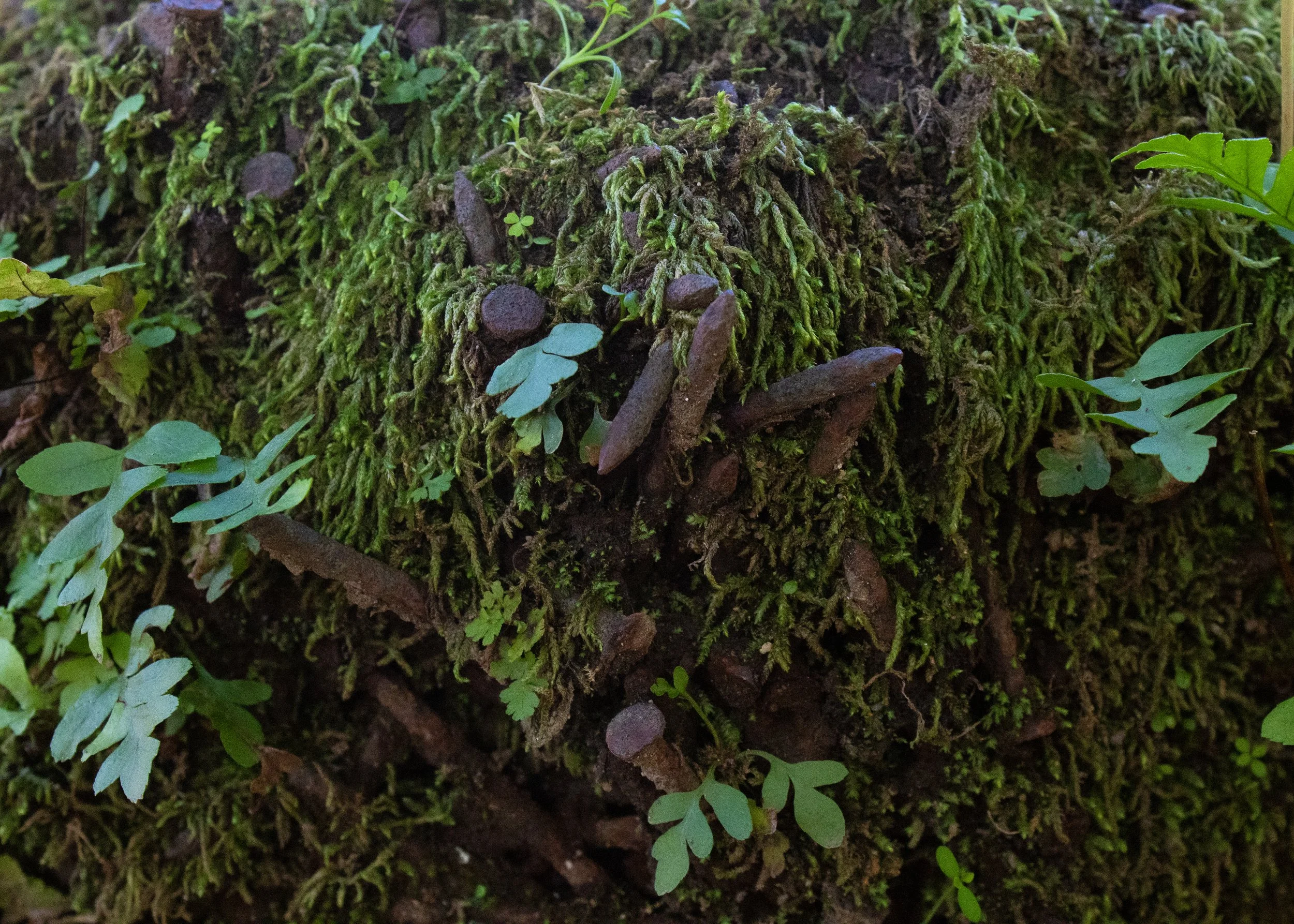 Photos Research The Last Rose of Summer MFA exhibition