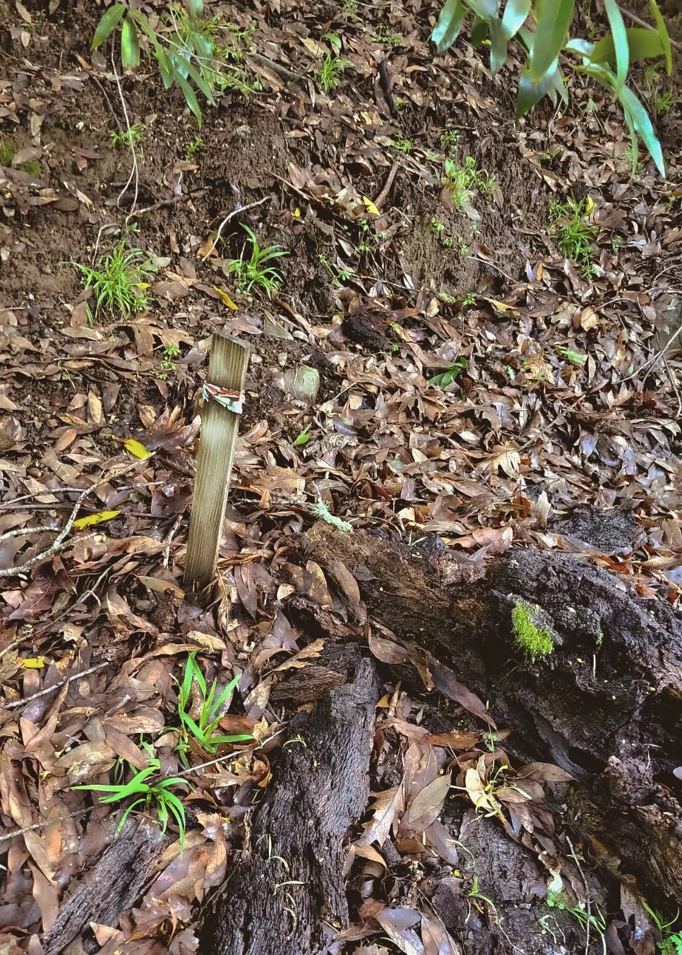 Greenhousemarker copy.jpg