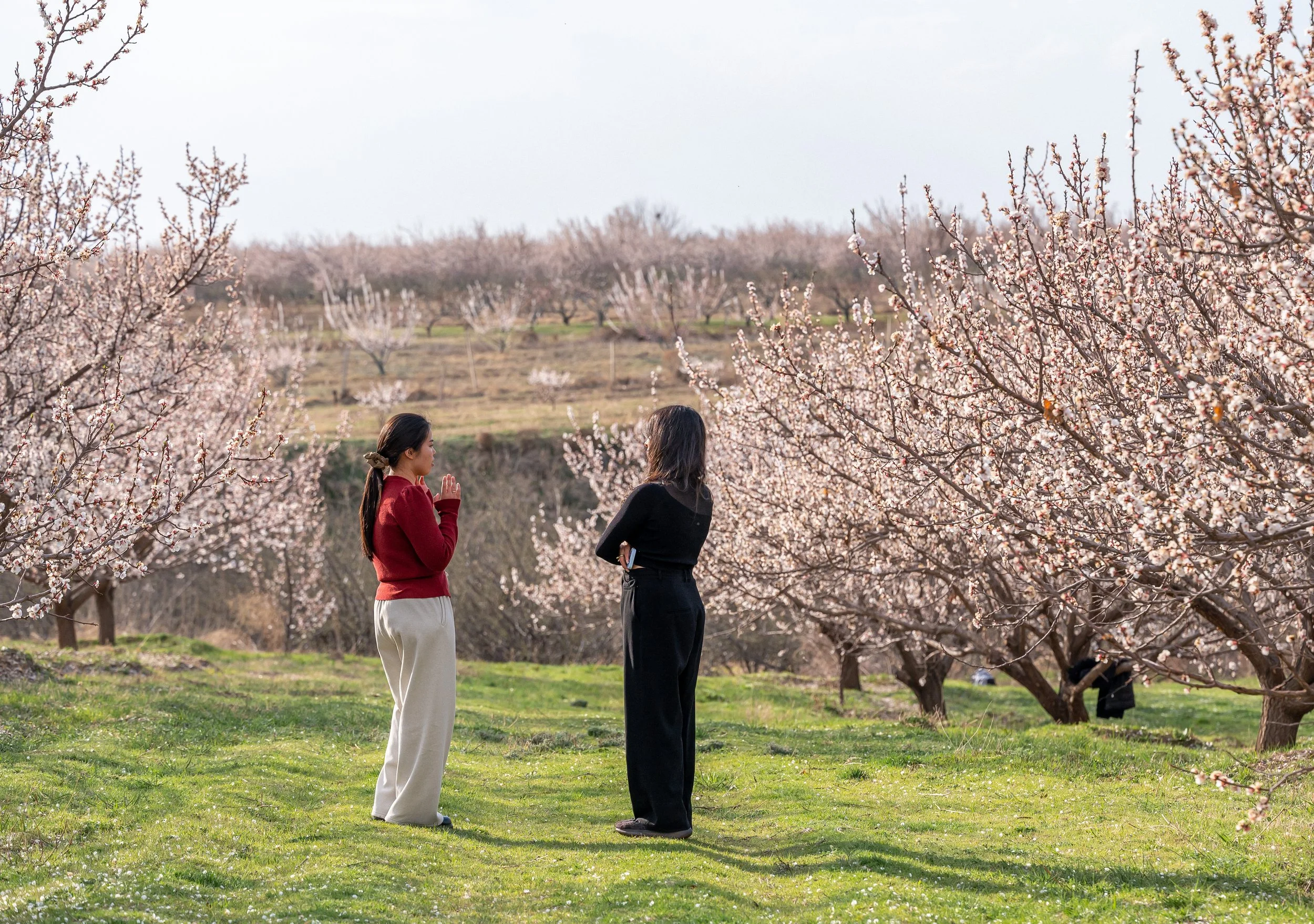 Under The Apricot Blossoms