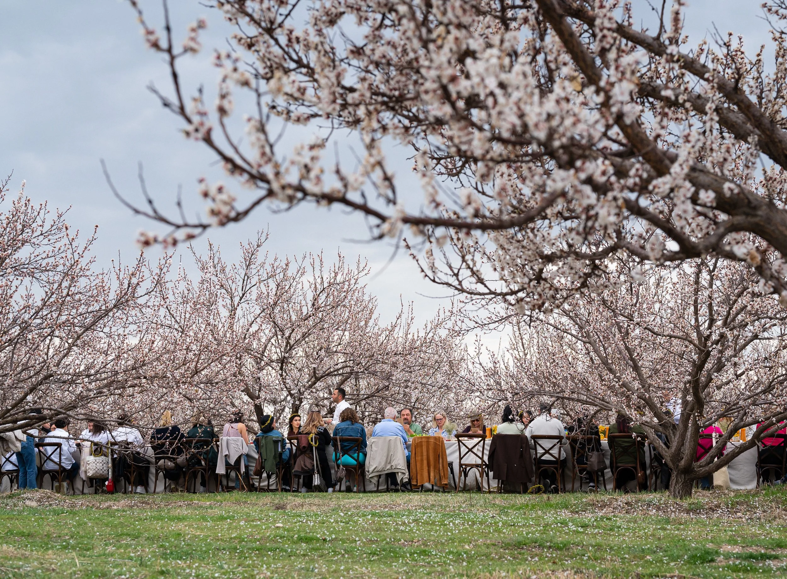 Under The Apricot Blossoms