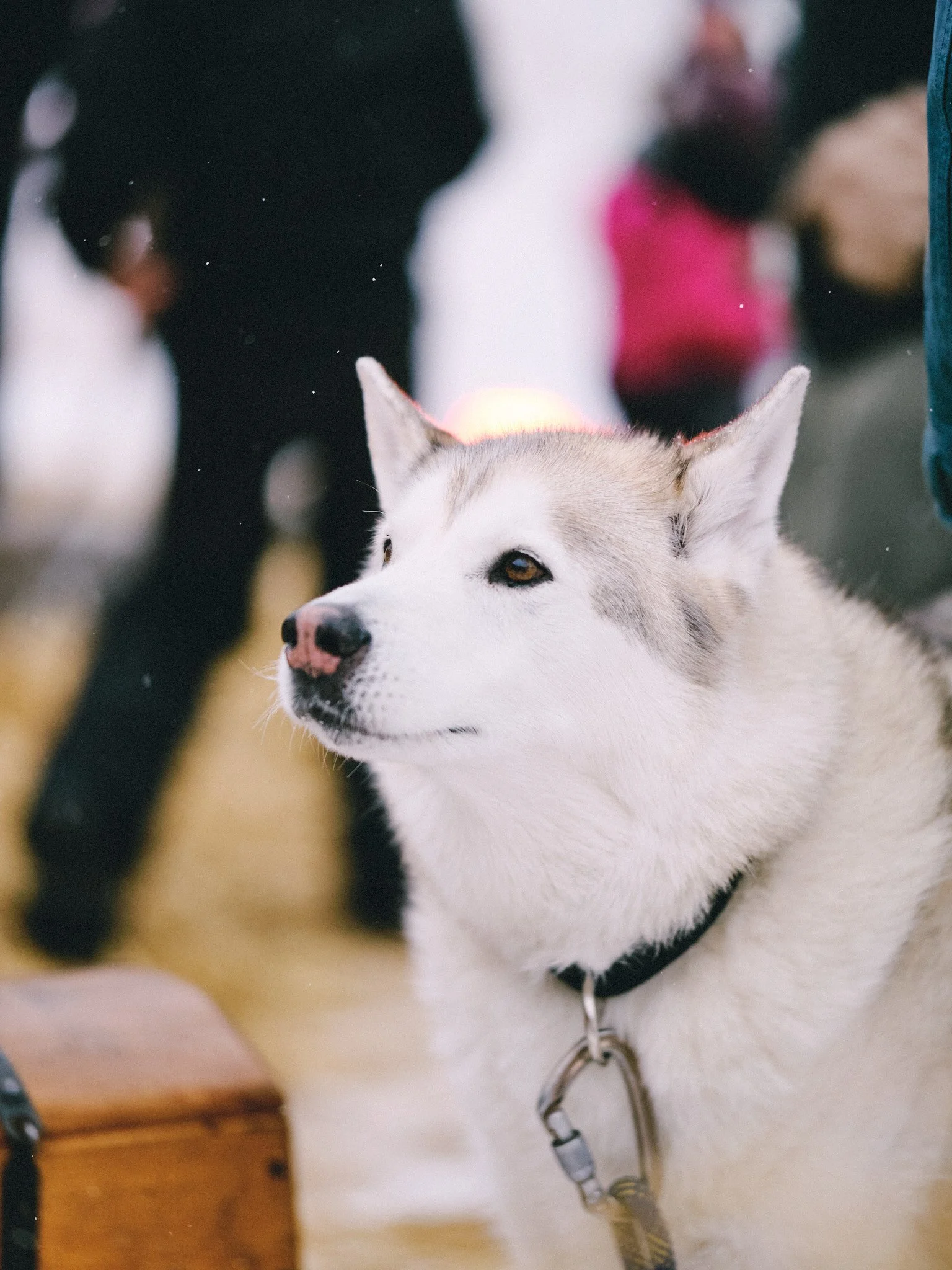 photosamsnow.com_LR_215.jpg