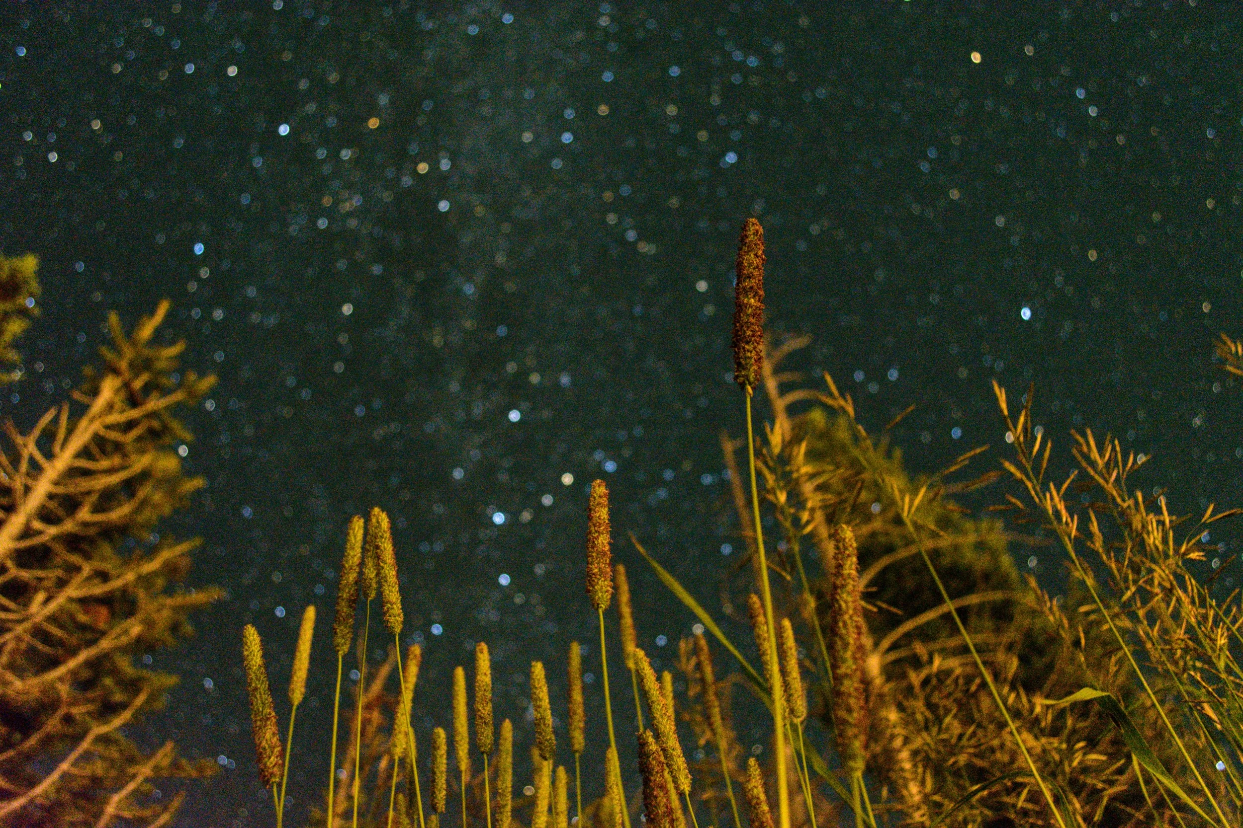 DSC_1062-01.jpeg