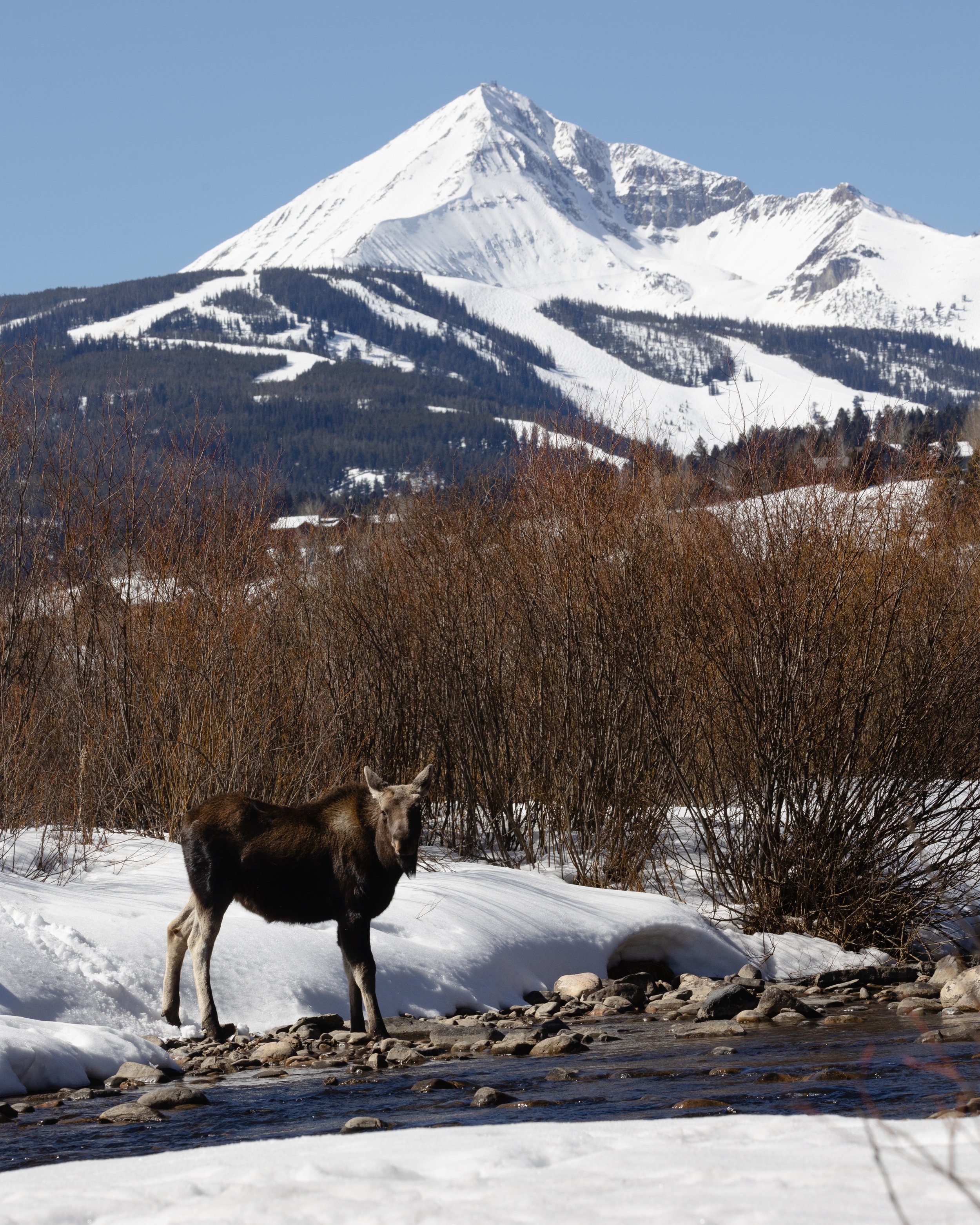 Moose and Lone Peak.jpg