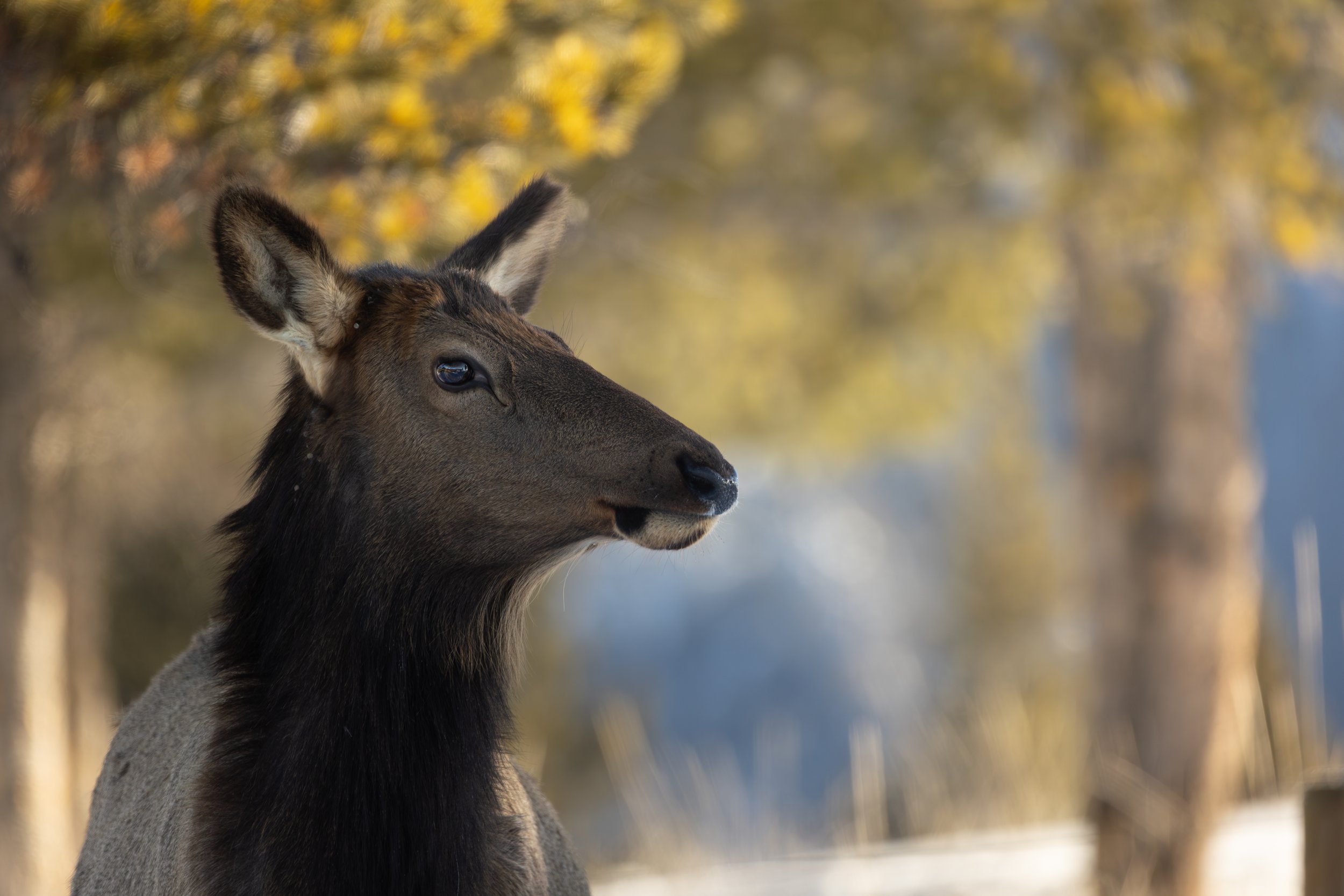 Elk Portrait.jpg