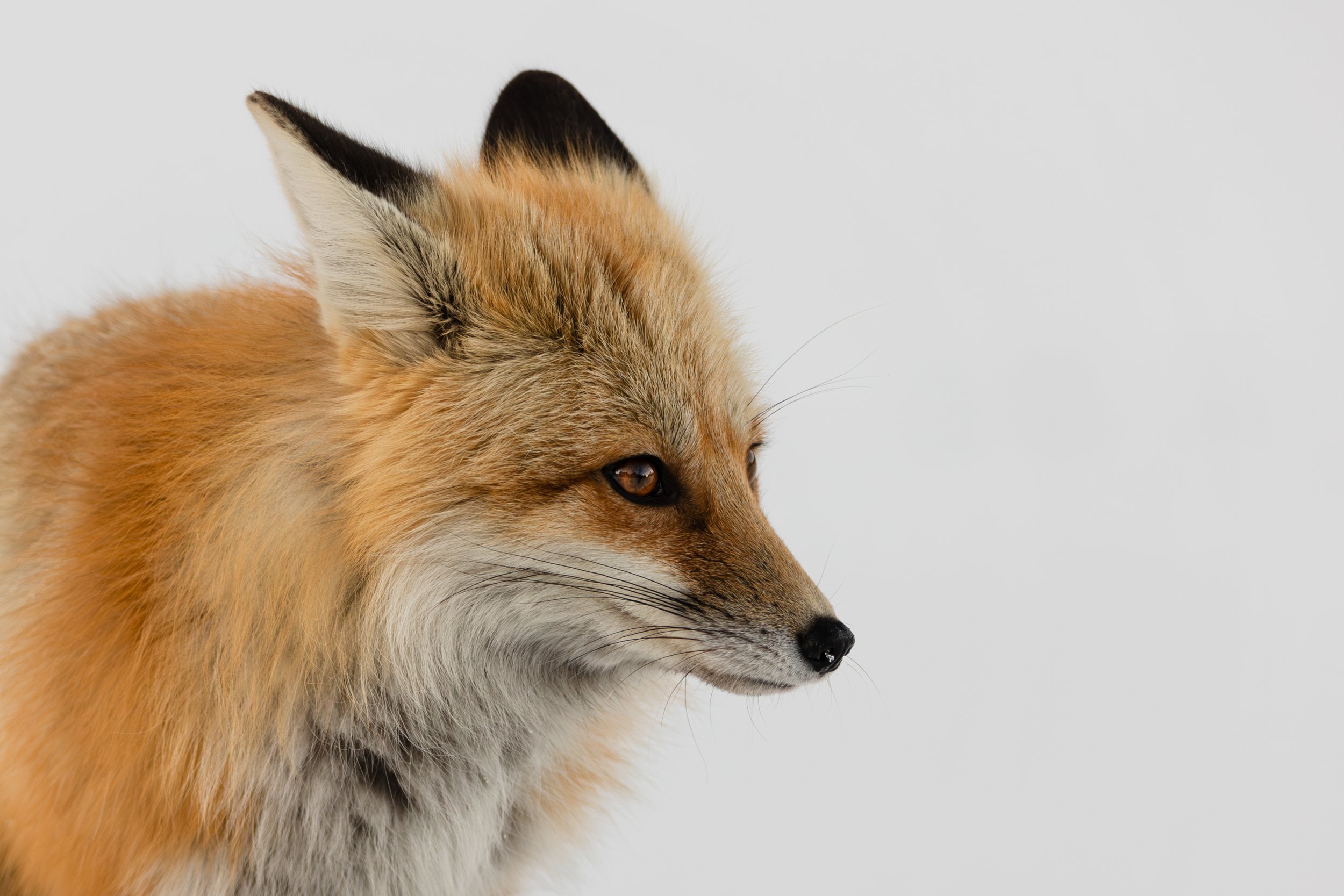 Fox Portrait.jpg