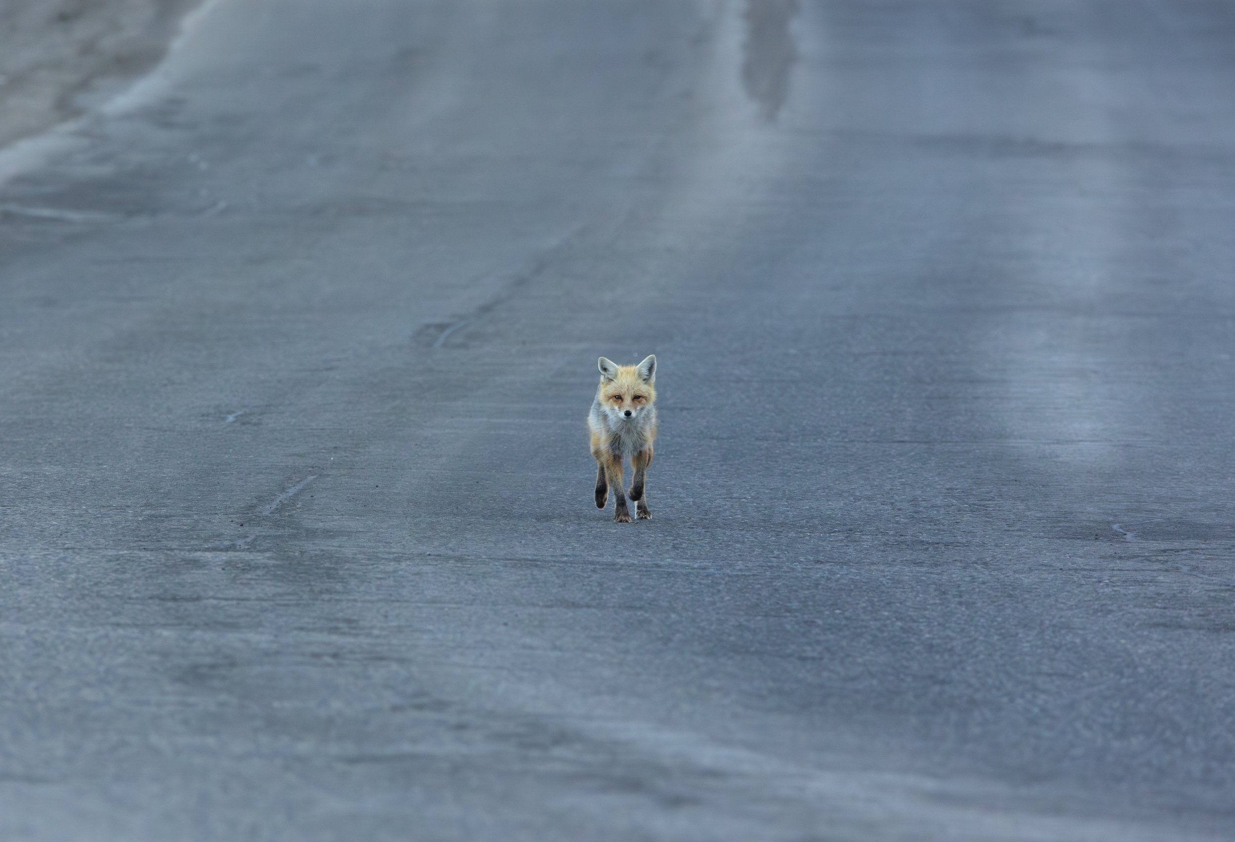 Fox on the Road.jpg