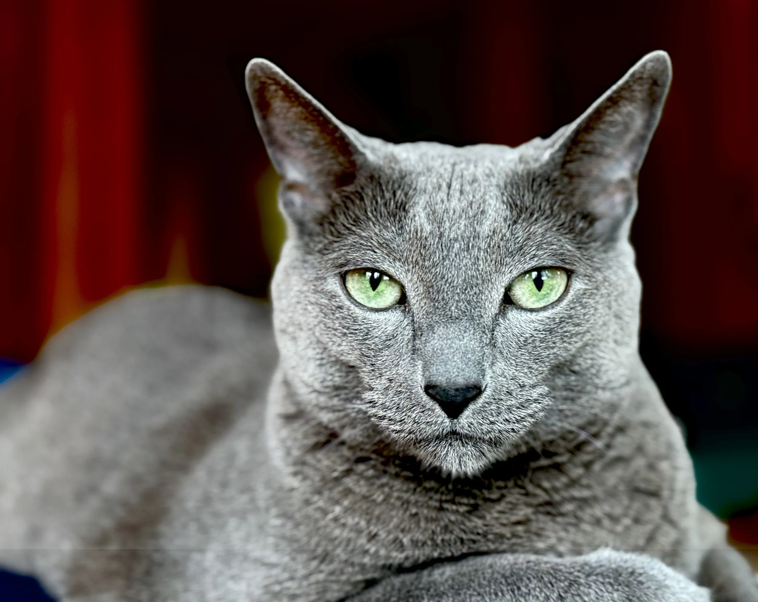 jenelle johnson Marx.jpeg