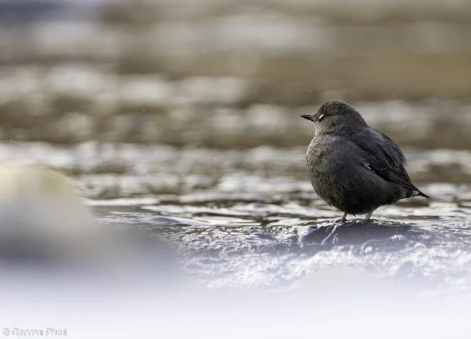 Dorian Chinchilla Brenes (2) (Small).jpg