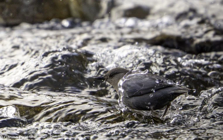 Dorian Chinchilla Brenes (3) (Small).jpg