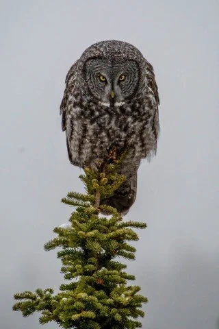 Thomas Reed- Great gray owl (Small).jpg