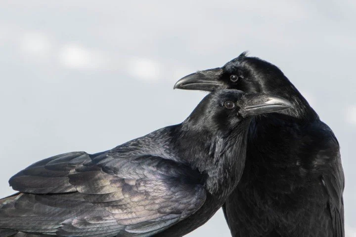 Thomas Reed-Ravens (Small).jpg