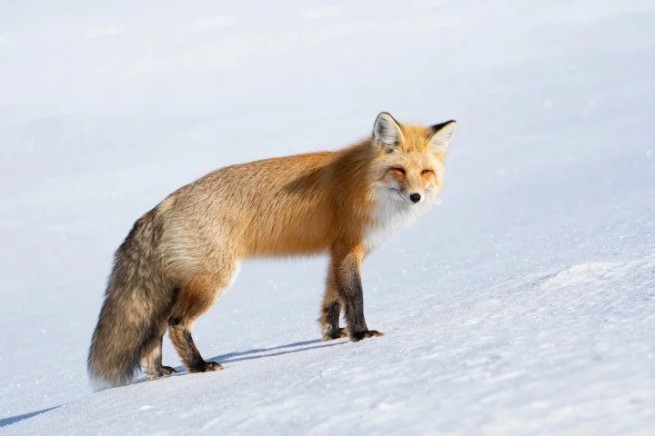 Thomas Reed-Smiling fox (Small).jpg