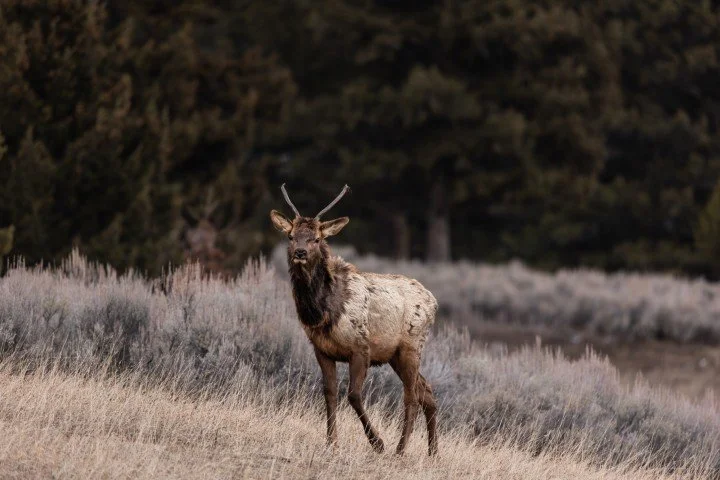 Delaney Coveno elk 2 (Small).jpg