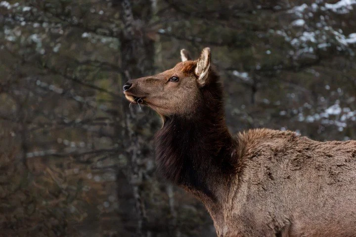 Delaney coveno Elk 1 (Small).jpg