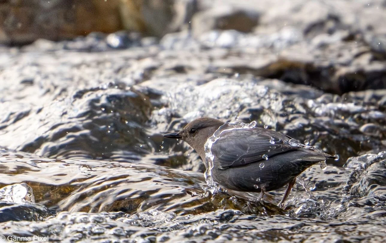 2026 Big Sky Winter Shootout Film &amp; Photo Festival

Photography by @ganma_pixel 

🥇Live People&rsquo;s Choice Photo presented by Second Season

🩸Young Blood Award 

Vote for the ONLINE People&rsquo;s Choice Awards at Lincoln bio 🗳️