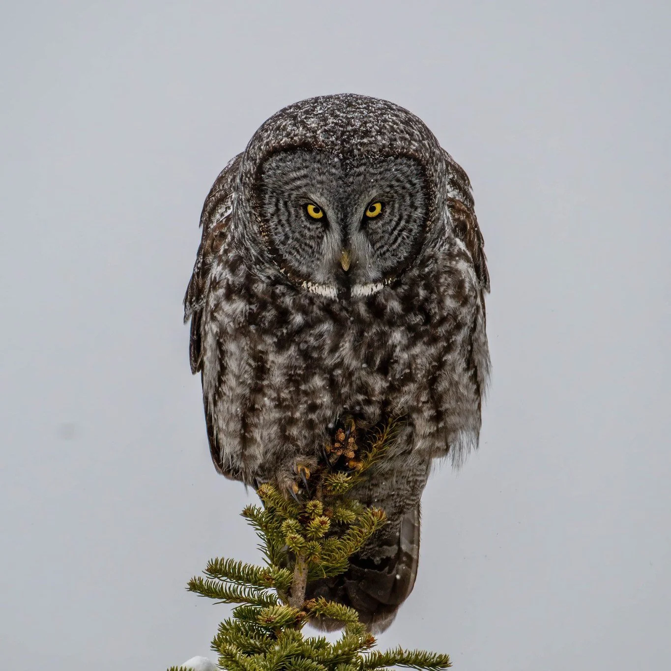 2026 Big Sky Winter Shootout Film &amp; Photo Festival

@thomasareed Photography

Best Wildlife Award 

Vote for the ONLINE People's Choice Awards at link in bio. 🗳️