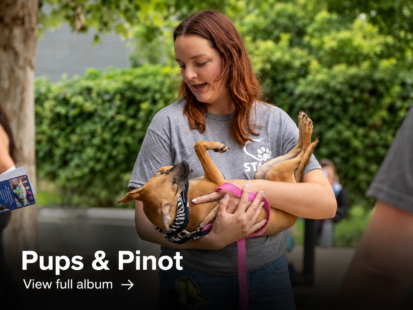 pups-pinot.png