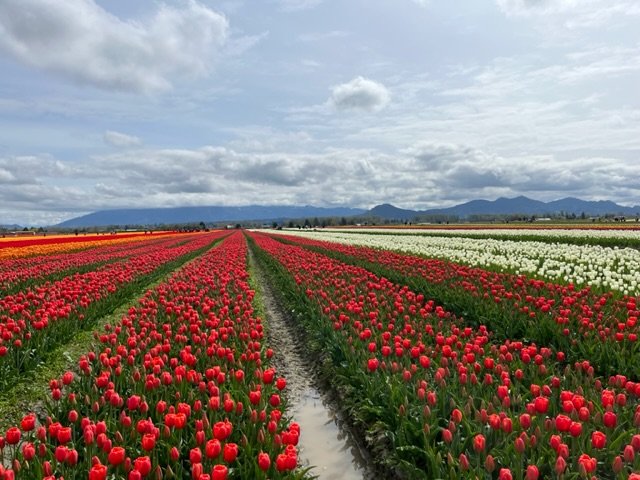IMG_5942.jpeg