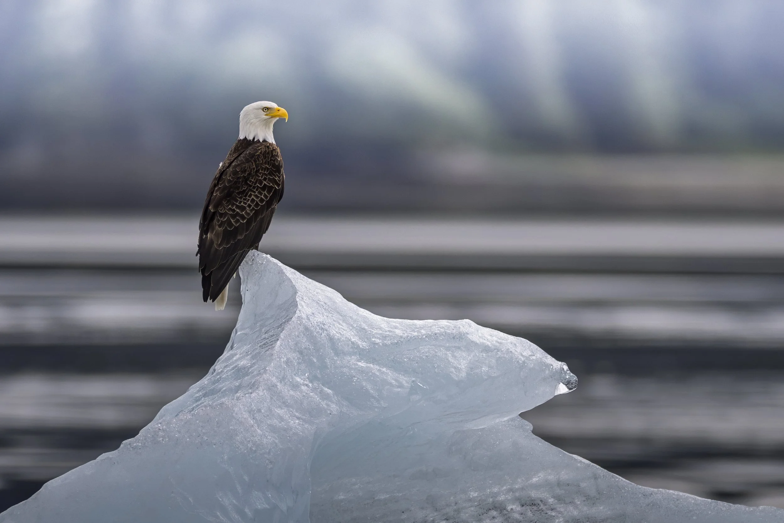 The Boat Company Alaska Best Cruise Line Liseron 10.jpg
