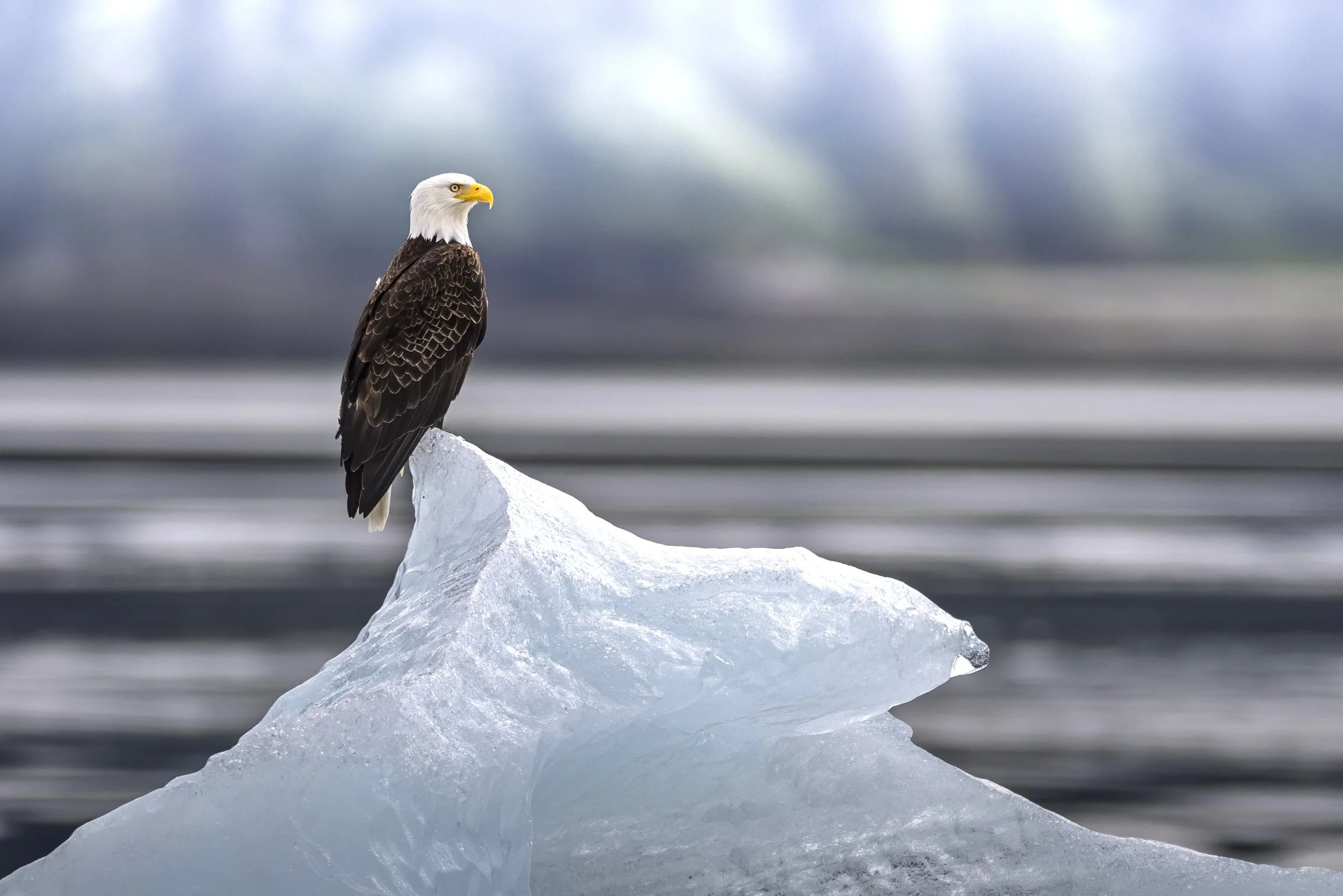 The Boat Company Alaska Best Cruise Line Liseron 10.jpg