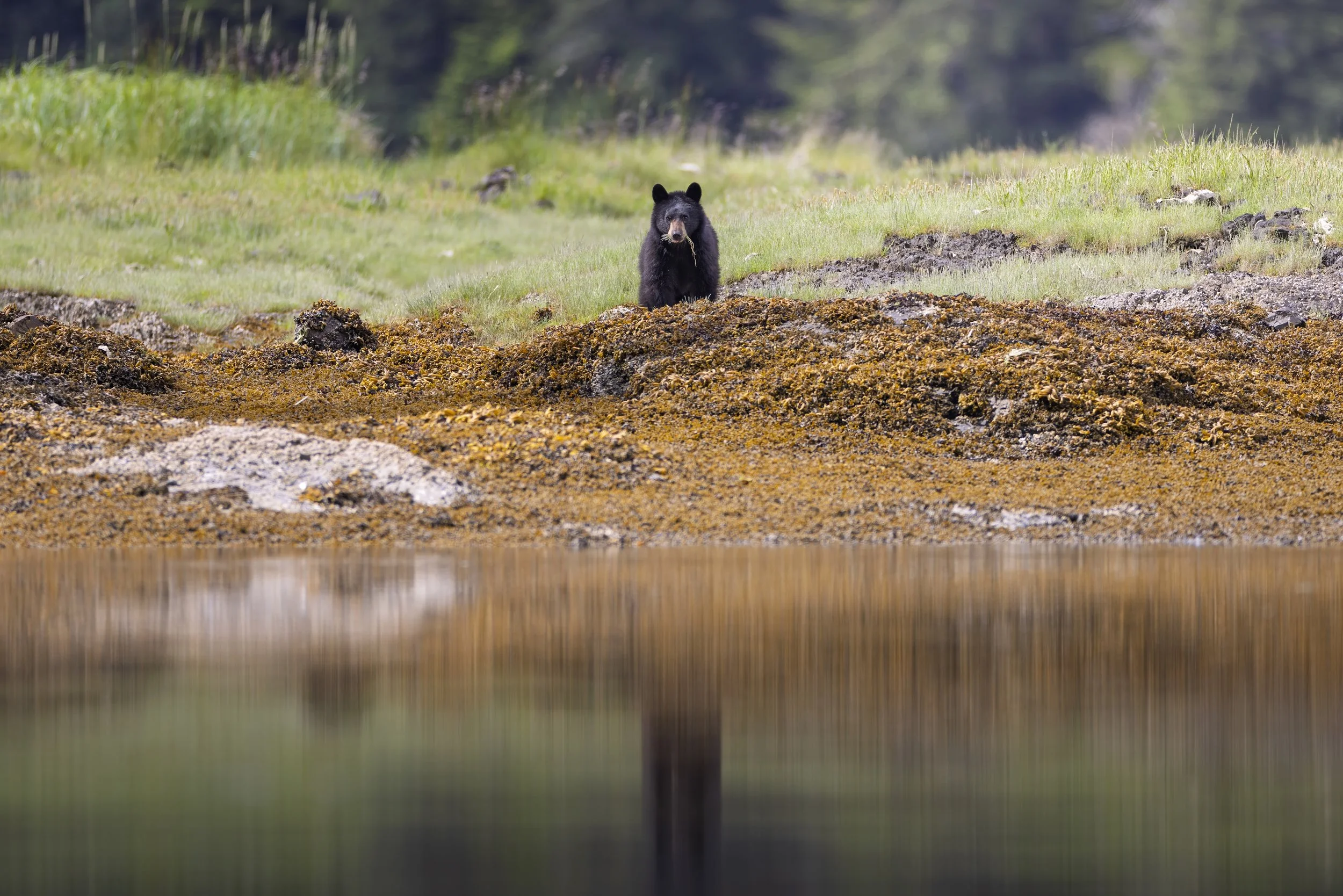 The Boat Company Alaska Best Cruise Line Mist Cove 12.jpg