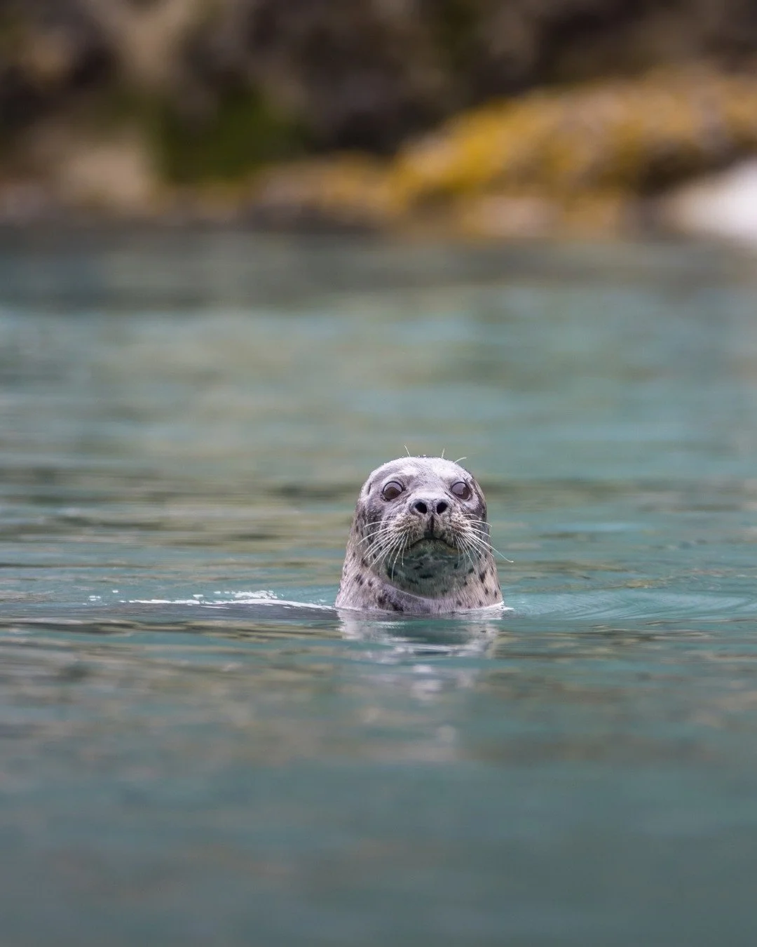 We’re already missing the stunning wildlife of the Tongass, like this harbor seal spotted by @mikerigney aboard our cruise this summer. Did you know harbor seals can dive over 1,500 feet to hunt?
As we settle into the off-season after wrappin