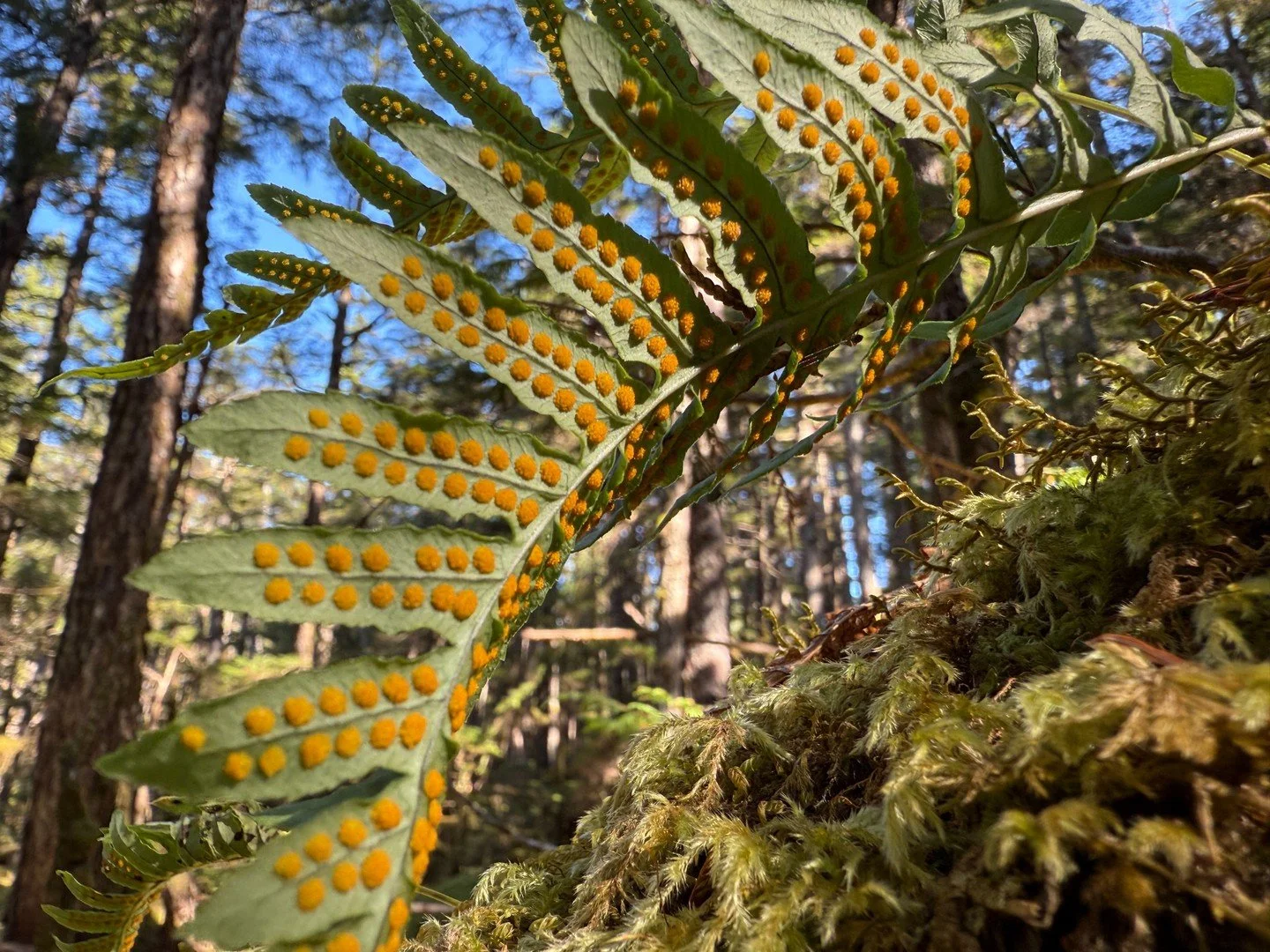 A hike is never just a hike. 🌾 The Tongass is full of understories. This Polystichum munitum, or western sword fern, carpets our forests and cleans the air with its lush fronds. Those orange clusters? Sori, tiny structures on the fern&rsquo;s unders