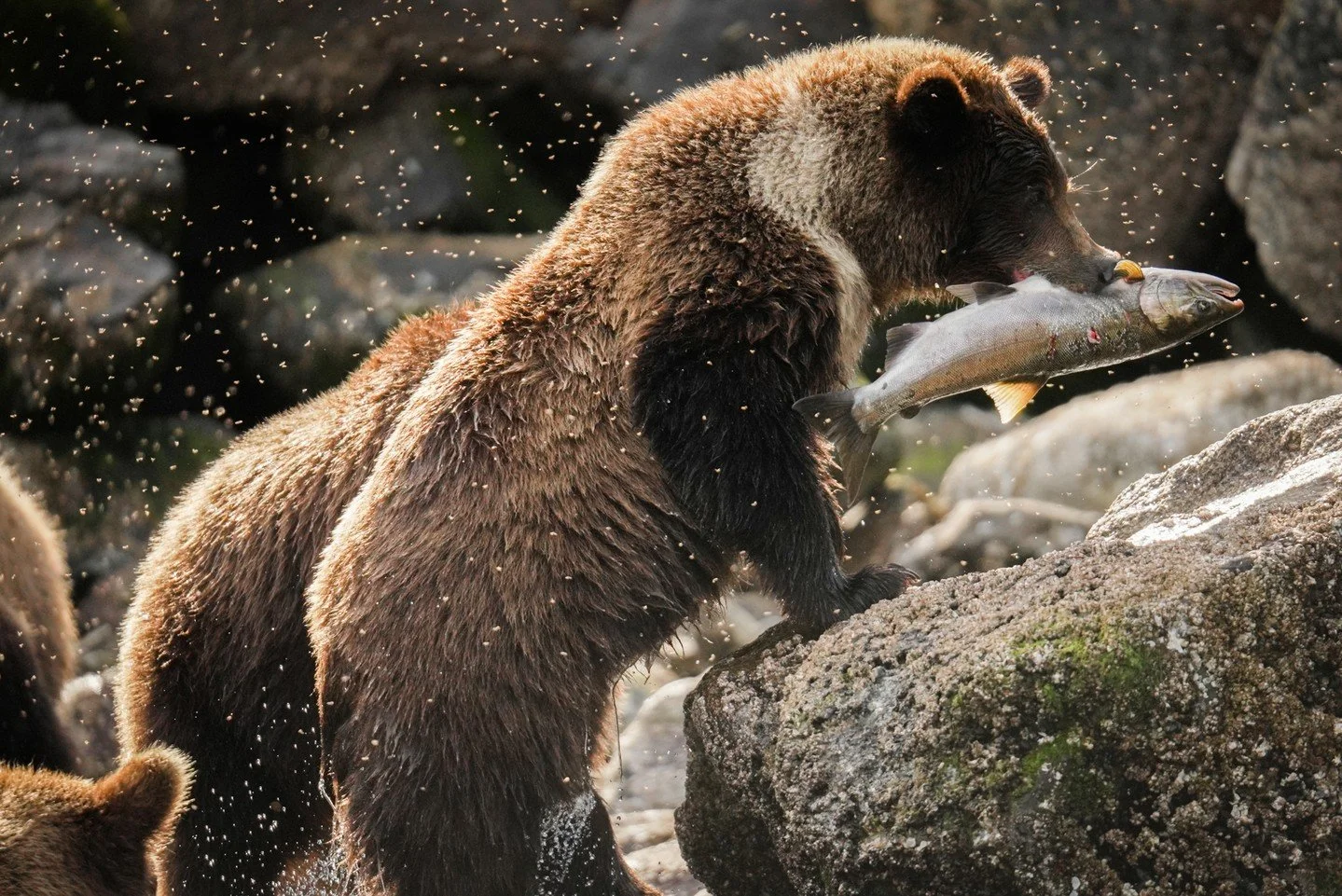 When bears are feeding, we keep a respectful distance and let the moment belong to them. Our naturalists help you read the shoreline—telltale ripples, gulls circling, the quick flash of fish in the shallows—so when it happens, you’r