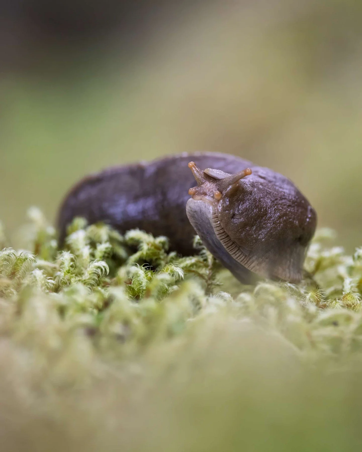 Even the smallest travelers in the Tongass have a story.

This forest is home to the Pacific banana slug &mdash; one of Alaska&rsquo;s unsung recyclers. They turn fallen leaves and moss into rich soil that fuels new growth. Out here, every creature &