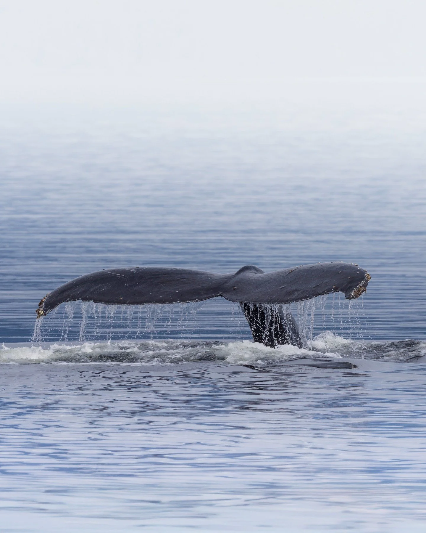 A single moment that never feels routine. Each tail &mdash; or fluke, as naturalists say &mdash; is unique, a fingerprint that can identify a whale for life. Whether it&rsquo;s an orca slicing through the Inside Passage or a humpback diving deep afte