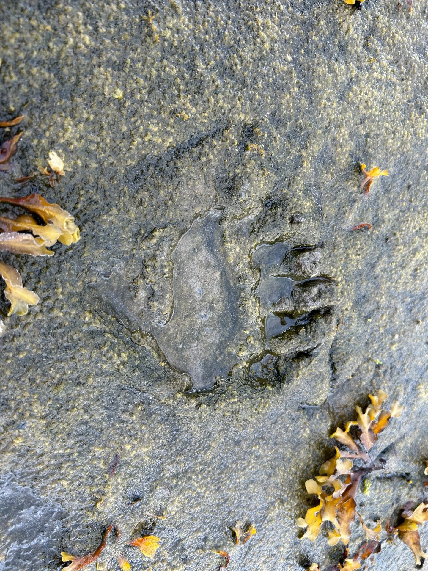 Nothing is promised here, and that&rsquo;s part of the magic. We travel with patience, and nature reveals what it chooses.

Spring leaves quiet clues if you know where to look.

Fresh tracks in soft sand. New shoots grazed in the meadow. The steady r