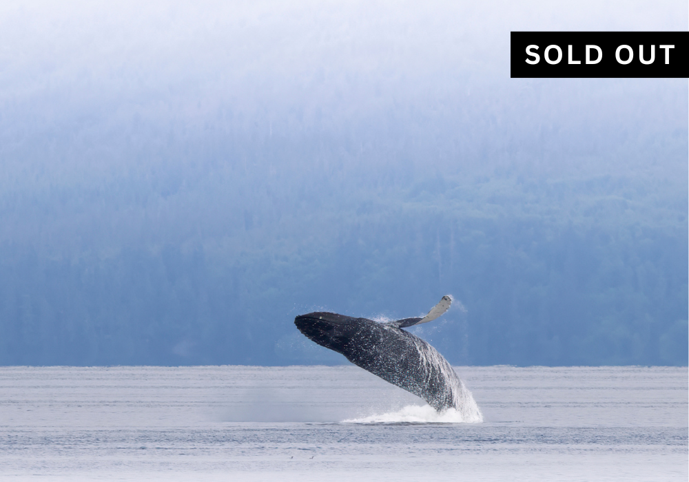 Liseron Trip #1: May 9 - May 16, 2026