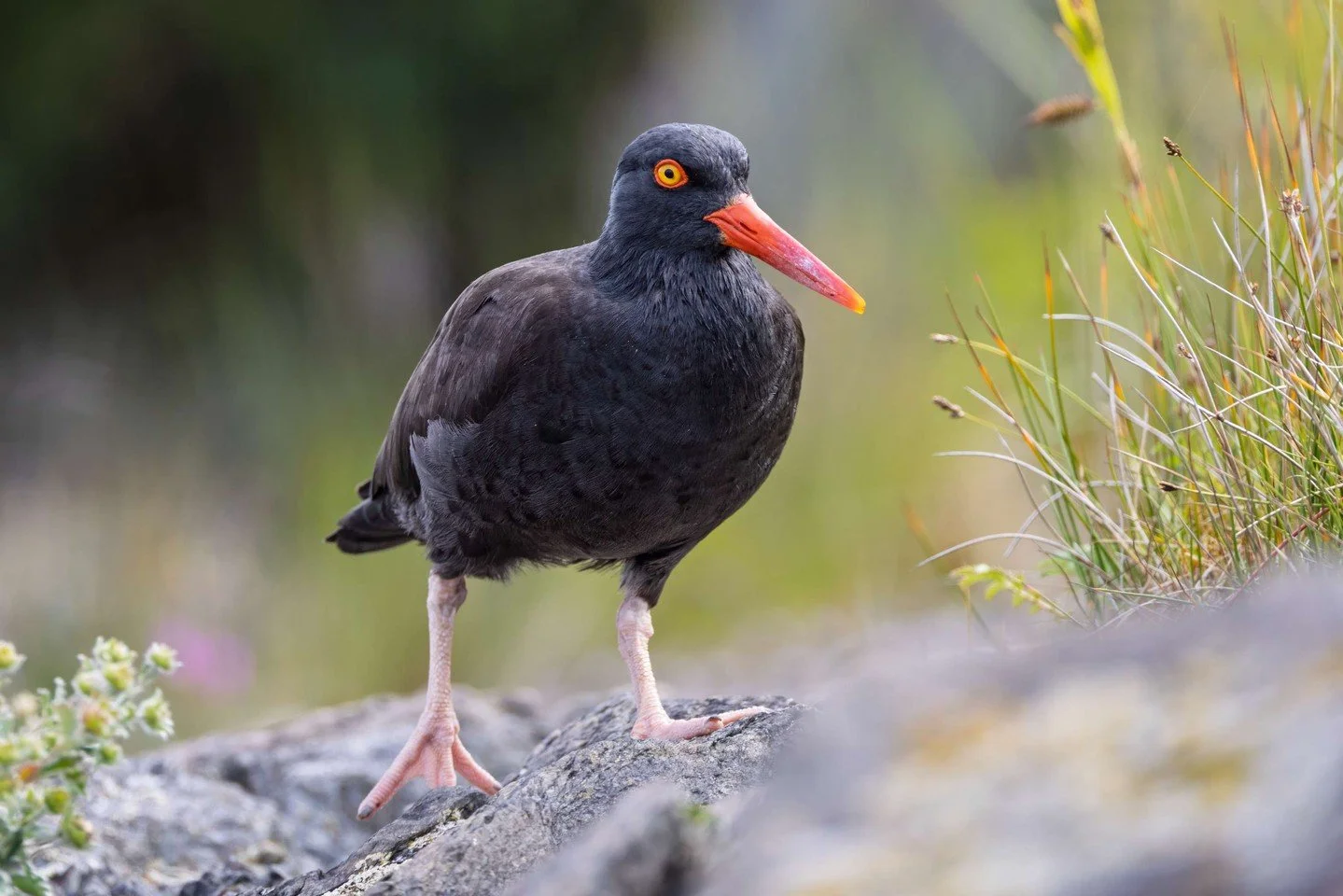 That unmistakable orange bill belongs to the Black Oystercatcher &mdash; a shoreline guardian of Southeast Alaska. You&rsquo;ll hear them before you see them&hellip; sharp calls ricocheting over tidepools as they pick their way along the rocks in sea