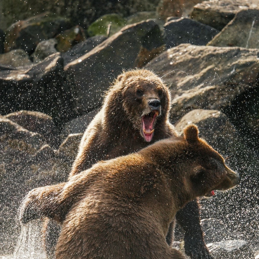 Brown bears don&rsquo;t fight often, but when they do, it&rsquo;s not always aggression. Sometimes it&rsquo;s play, practice, and hierarchy-building&hellip; a rehearsal for the salmon runs and for the wild lives they lead. Power, skill, and instinct 