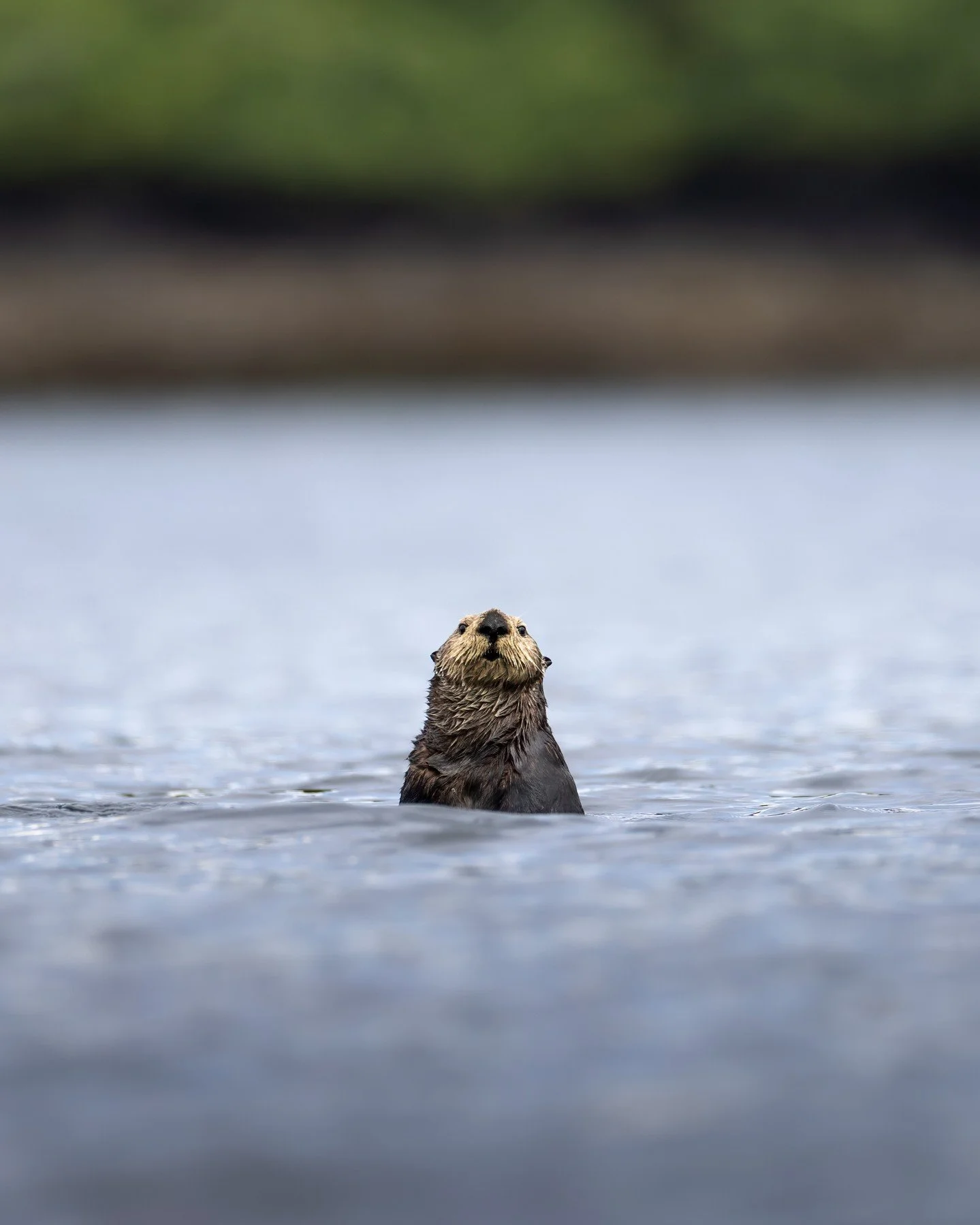 Sea otters are a keystone species here &mdash; shaping kelp forests, signaling ecosystem health, and reminding us how interconnected these waters truly are. Seeing one like this isn&rsquo;t rare&hellip; but it never feels ordinary.

🛥️ Cruise with u