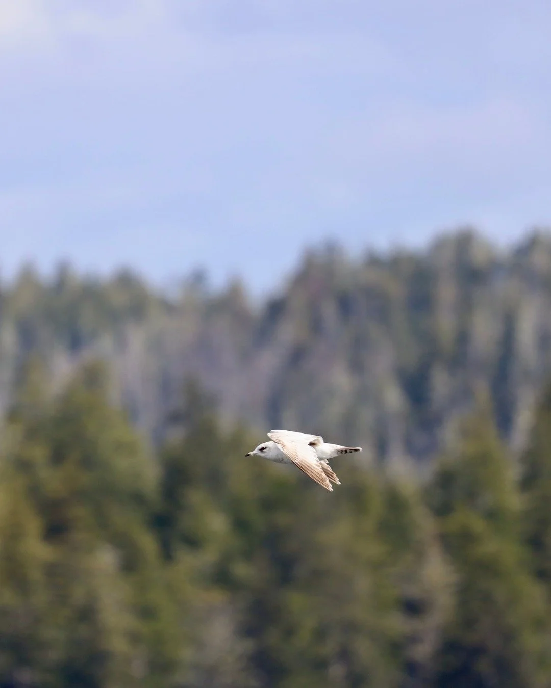 🧐 Along Alaska&rsquo;s coast, several gull species regularly hybridize, blending traits in ways that even seasoned birders pause to study&mdash;wing color here, bill shape there, flight pattern in between.

Part of the magic is that nature doesn&rsq