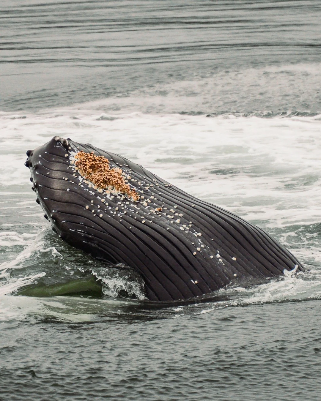 A humpback close enough to see the story written on its skin. The raised lines are ventral pleats, flexible grooves that expand like an accordion when the whale lunges to feed. And the clusters scattered across the surface? Barnacles&mdash;specifical