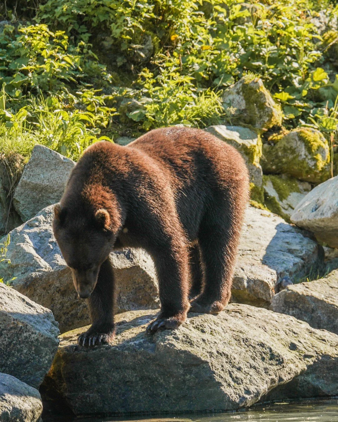 A brown bear close enough to read the story written in its build. The pronounced shoulder hump, a signature of coastal brown bears, gives them the leverage to dig dens, flip stones, and stand steady in swift currents. Here, it fishes with quiet focus